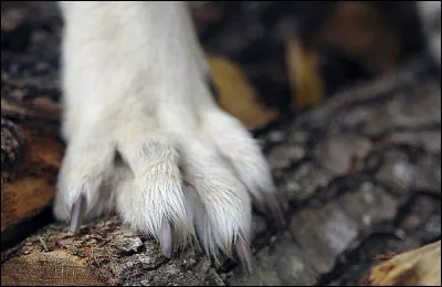 Est-ce que les griffes du loup sont rétractables ?
