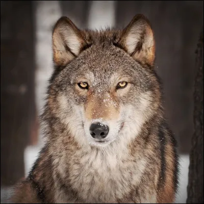 Que signifie familièrement l'expression ''Avoir vu le loup'' ?
