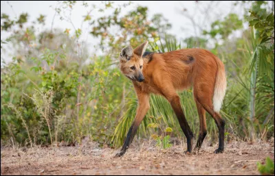 Quelles races de loups n'existe pas ?