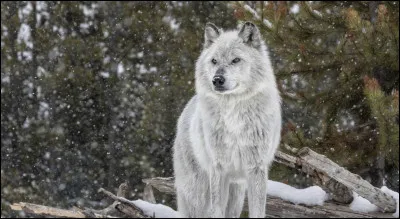 Qui peut être assimilé au loup représenté sur cette photo ?