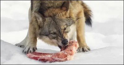 Quel est le régime du loup ?