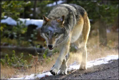 Quel est le statut de conservation de UICN du loup ?