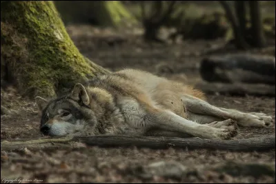 Où dort un loup ?
