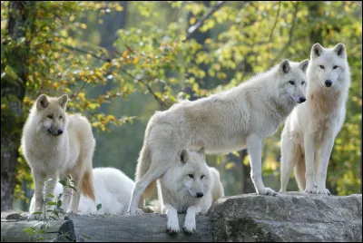 Comment s'appelle un groupe de loups ?