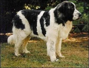 De quelle race de chiens s'agit-il ?