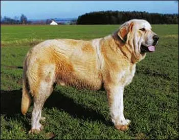 De quelle race de chiens s'agit-il ?