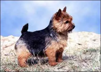 De quelle race de chiens s'agit-il ?