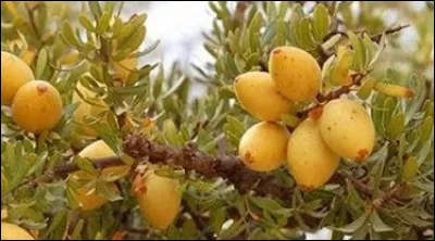 L'arganier qui donne une huile réputée pour ses vertus alimentaires et cosmétiques est un arbre endémique de quel pays ?