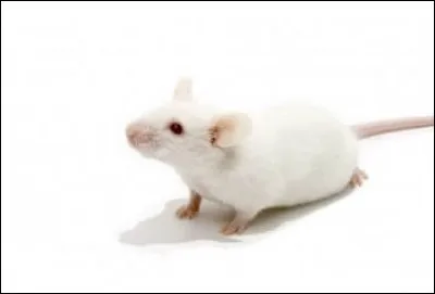 À quelle espèce appartient la souris ?