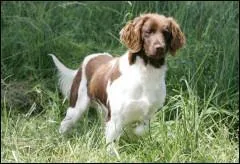 Quelle est cette race ?