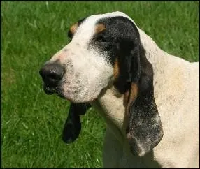 Quelle est cette race ?