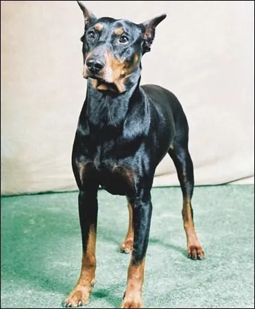 Quelle est cette race ?