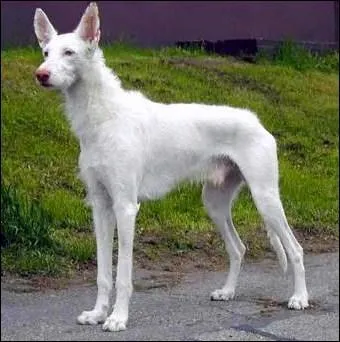 Quelle est cette race ?