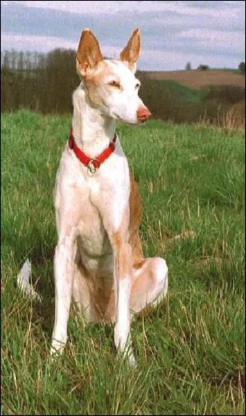 Quelle est cette race ?