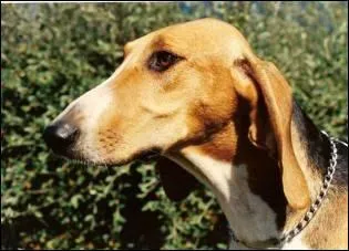 Quelle est cette race ?