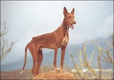 Quelle est cette race ?