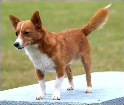 Quelle est cette race ?