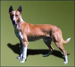 Quelle est cette race ?