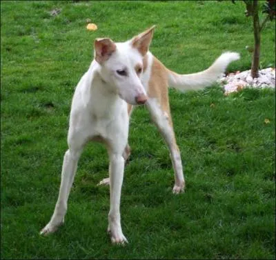 Quelle est cette race ?