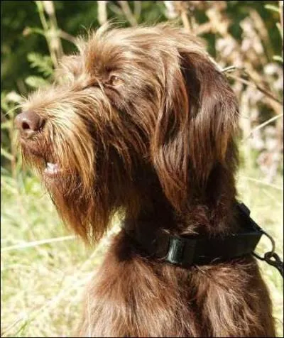 Quelle est cette race ?