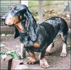 Quelle est cette race ?