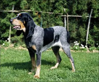 Quelle est cette race ?