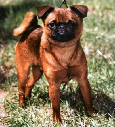 Quelle est cette race ?