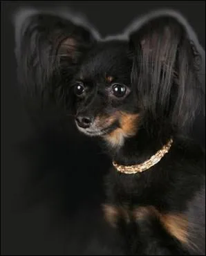 Quelle est cette race ?