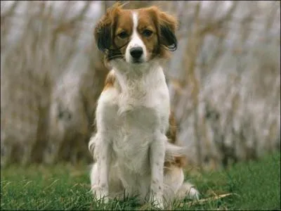 Quelle est cette race ?