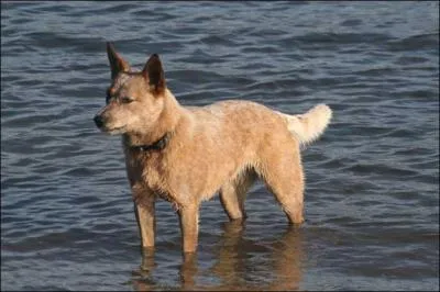 Quelle est cette race ?