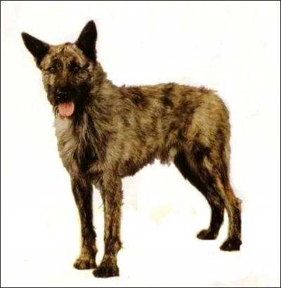 Quelle est cette race ?