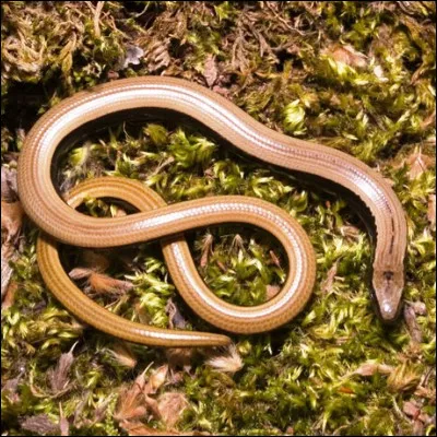 &Agrave; quelle cat&eacute;gorie de reptiles appartient l'orvet ?