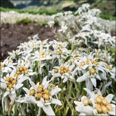 Quelle fleur alpine est aussi appel&eacute;e &eacute;toile d'argent ?