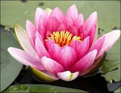 Quelle est cette plante aquatique dont la fleur est sacr&eacute;e dans les religions orientales ?