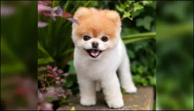 Comment s'appelle cet animal ?