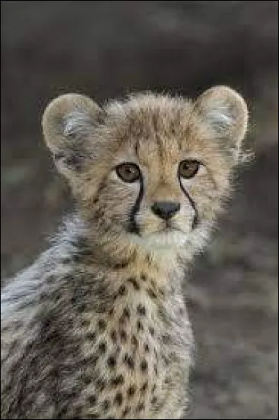 Comment s'appelle cet animal trop chou ?