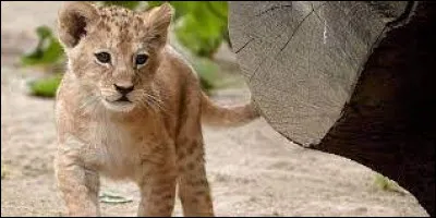 Comment s'appelle cet animal trop chou ?