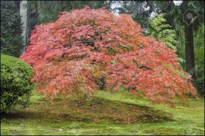 Ensuite, dis-moi quelle activité tu préfères :
