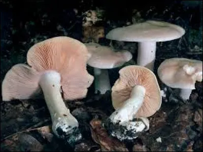 Lequel de ces champignons est toxique ?