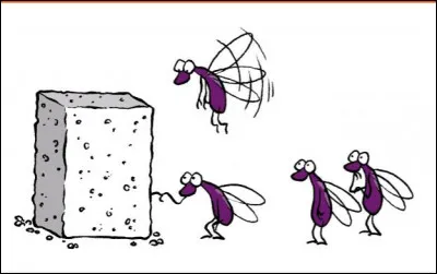 D'où vient le sucre ?