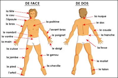 Où est situé le larynx dans notre corps ?