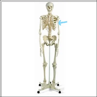 Comment s'appelle cet os ?