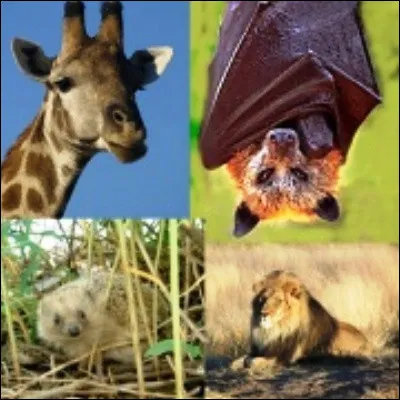 &Agrave; quelle cat&eacute;gorie de mammif&egrave;res appartient l'oreillard ?