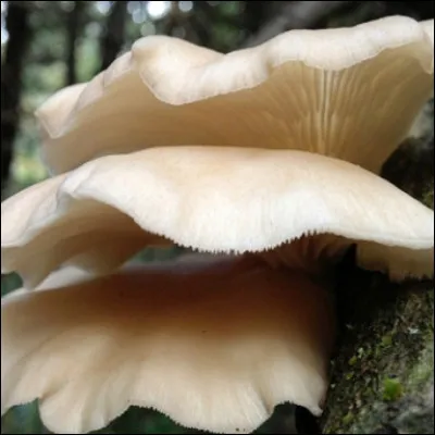Quel champignon doit son nom d'origine grecque au fait qu'il pousse sur les troncs d'arbres en donnant l'impression d'&ecirc;tre une oreille de ces arbres ?
