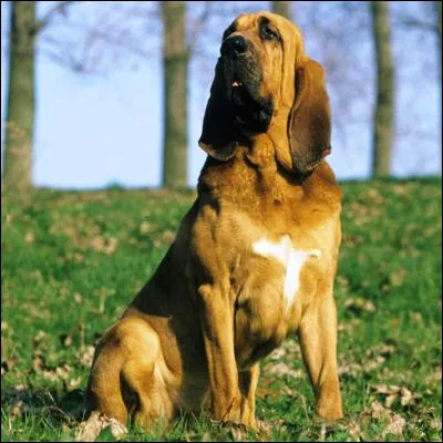 Quel chien de chasse, appel&eacute; "bloodhound" en anglais, est tr&egrave;s utilis&eacute; dans la police am&eacute;ricaine ?