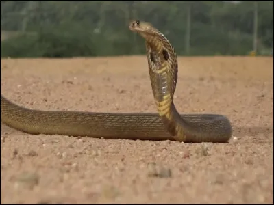 Comment sont pétrifié tous ces élèves ?