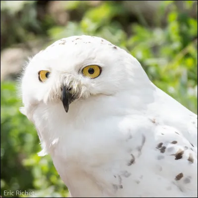 Comment s'appelle le hibou de Harry ?