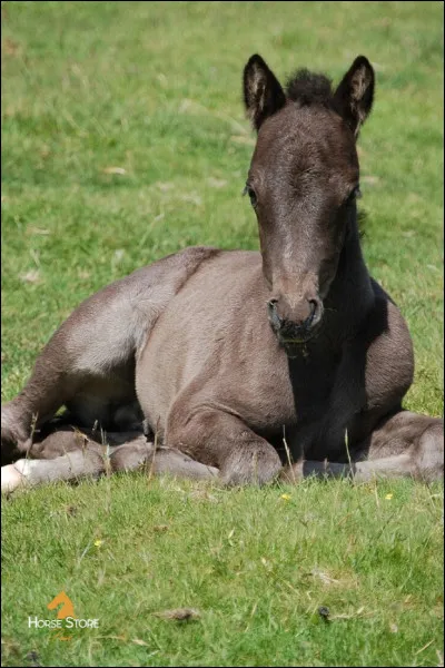 De quelle durée est la gestation de la jument ?