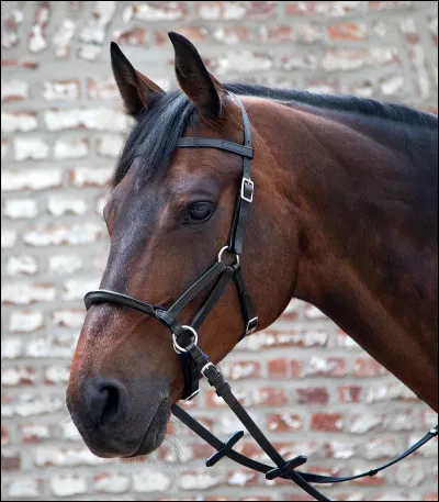 Quels sont les noms des parties qui ne correspondent pas à celles du filet ?