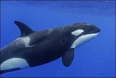 À quelle espèce appartient l'orque ?